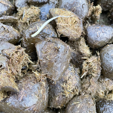 Webinar selektive Entwurmung 